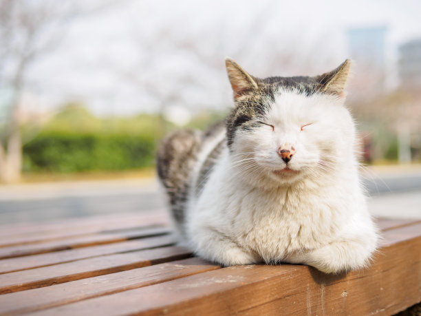 斑纹猫