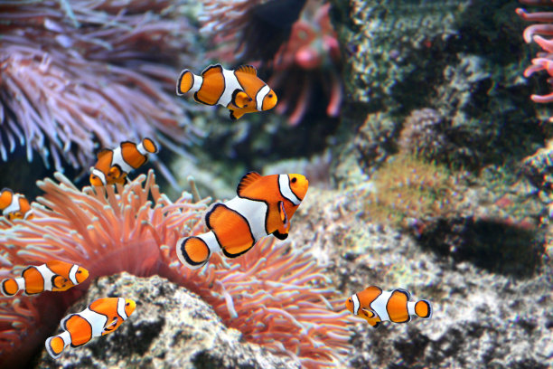 anemonefish