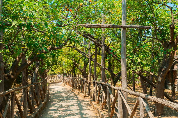 orchard
