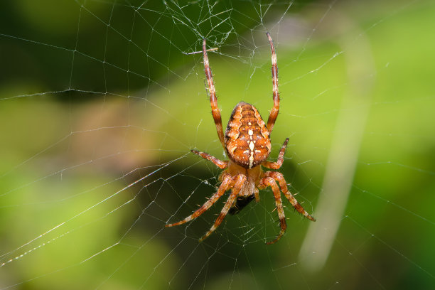 spider