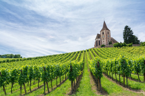 vineyard