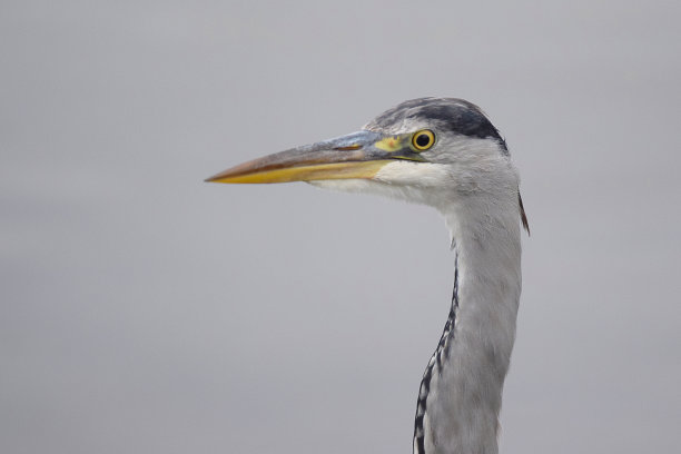 egretta