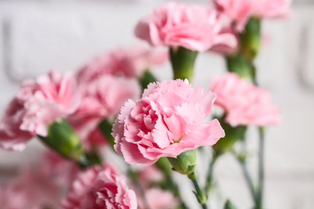 dianthus