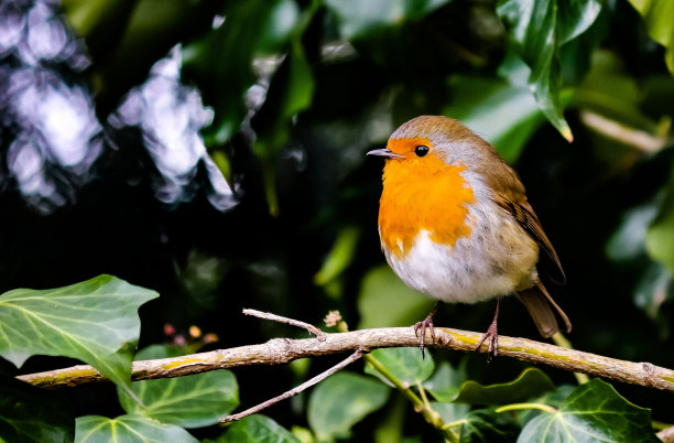 robin