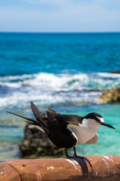 tern