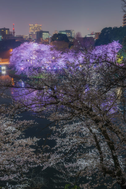 地形,户外,夜晚