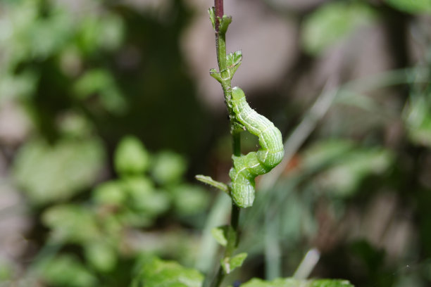 澳洲昆虫