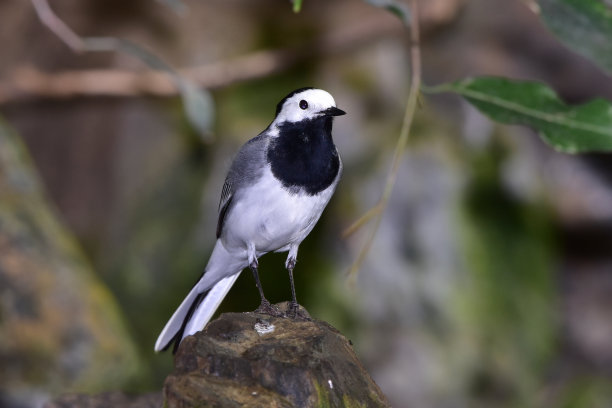 wagtail