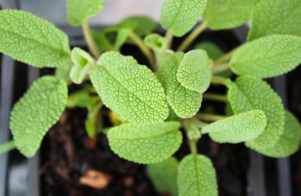 salvia