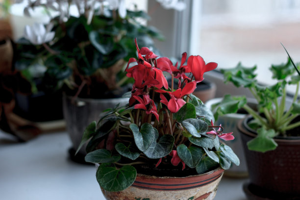 cyclamen