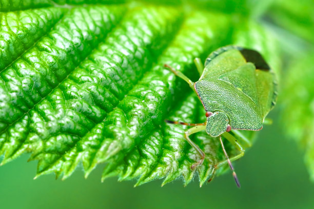 beetles