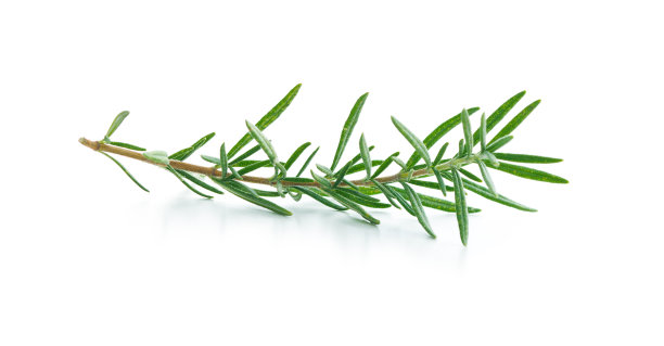 rosemary