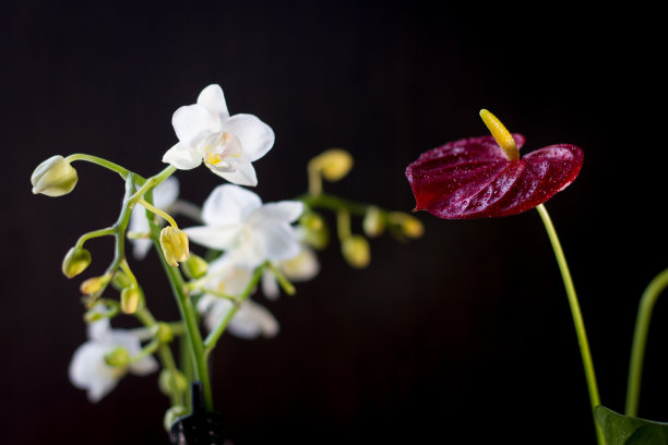 蝴蝶兰,花瓣,边框