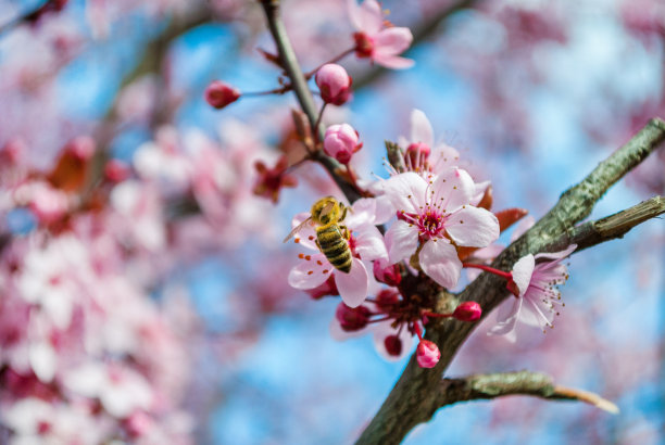 蜜蜂在樱花上采蜜