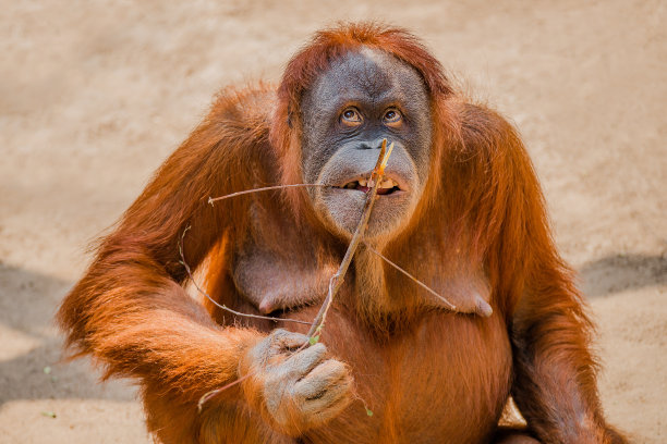 ape