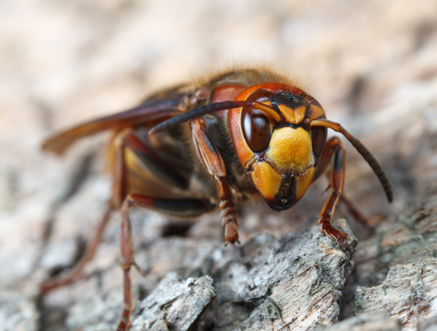 hornets