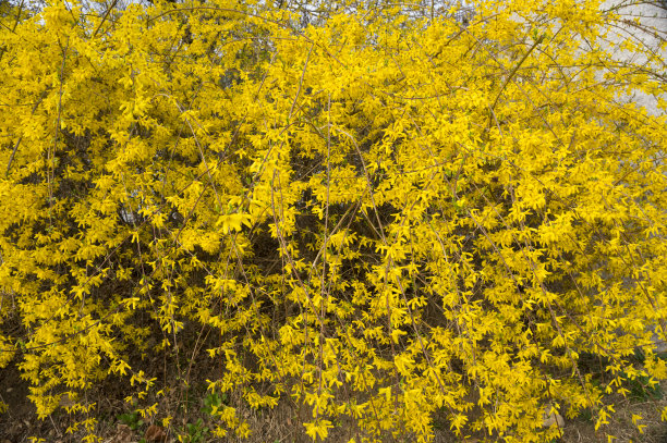 forsythia
