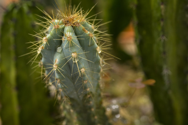 prickly