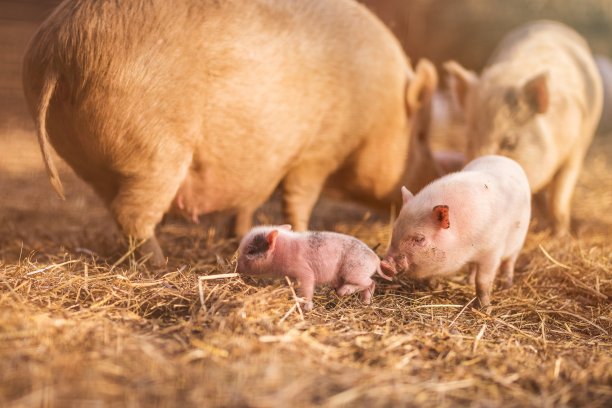 pig