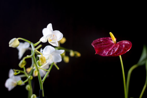 蝴蝶兰,花瓣,边框