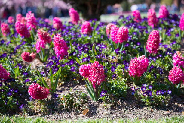 hyacinth