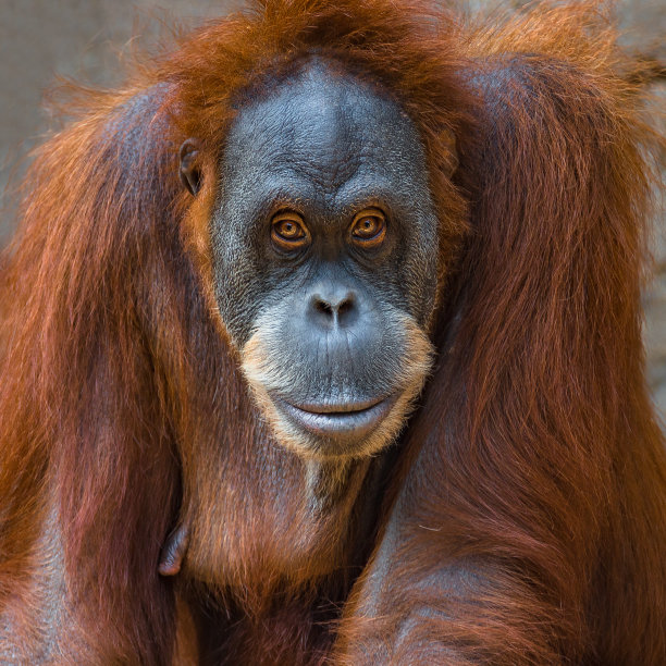 pongo
