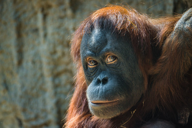 pongo