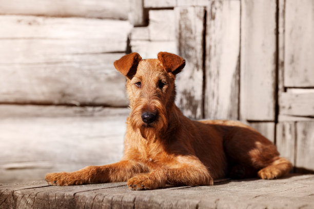 terrier