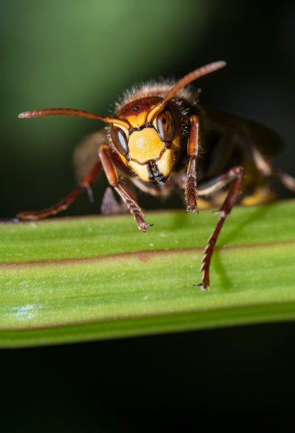 hornets