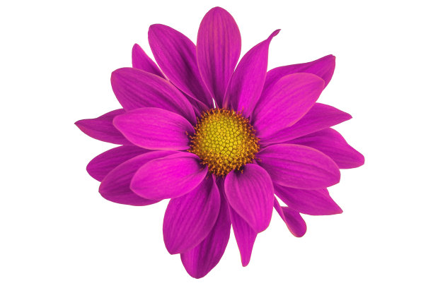 gerbera