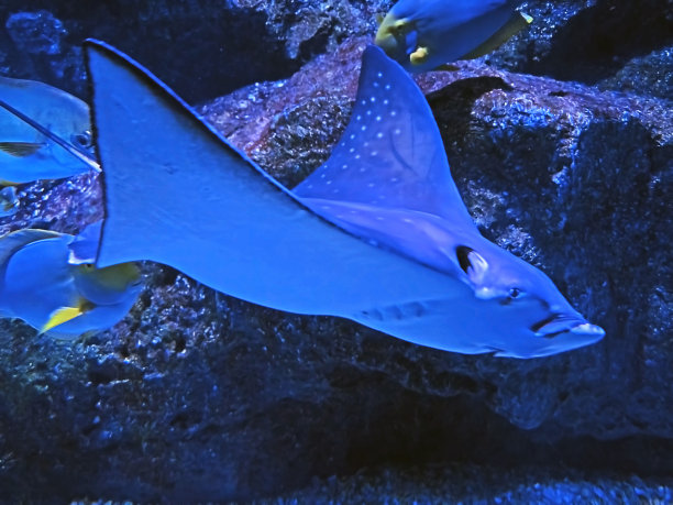 stingray