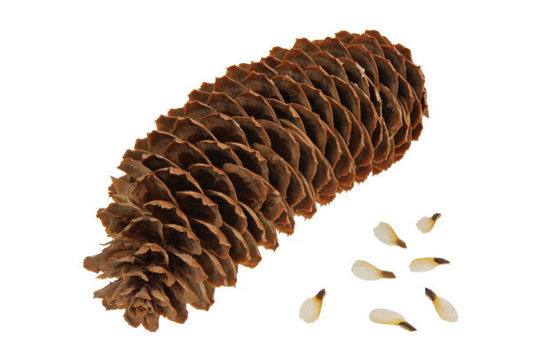spruce