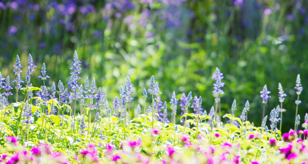 salvia