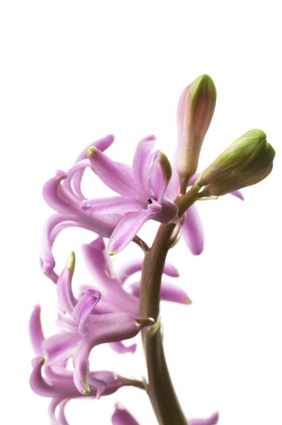 hyacinth