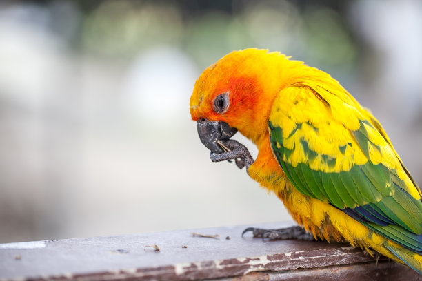 macaws