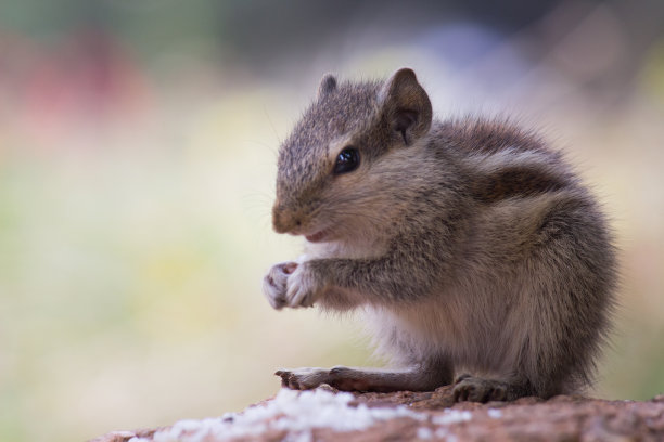 squirrel
