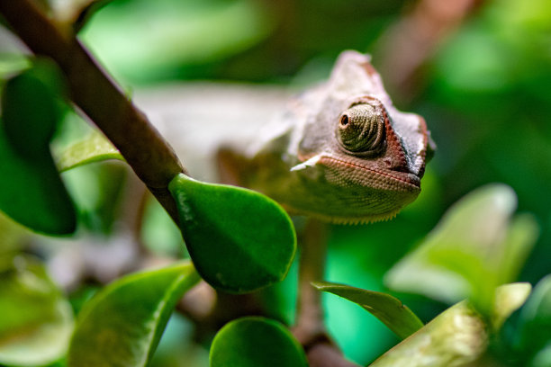 chamaeleon