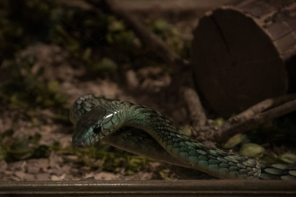 atheris