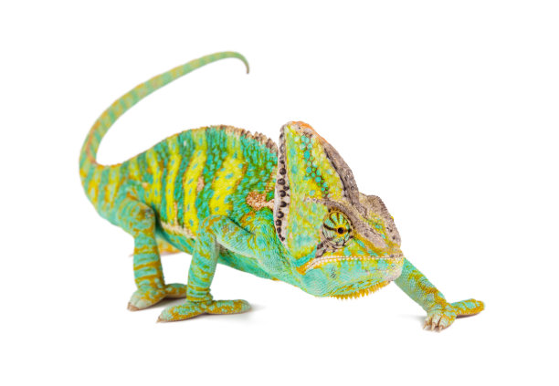 chamaeleon