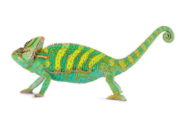 chamaeleon