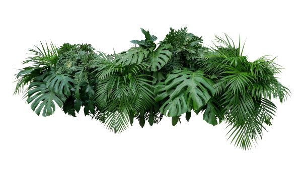 foliage