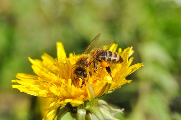 pollination