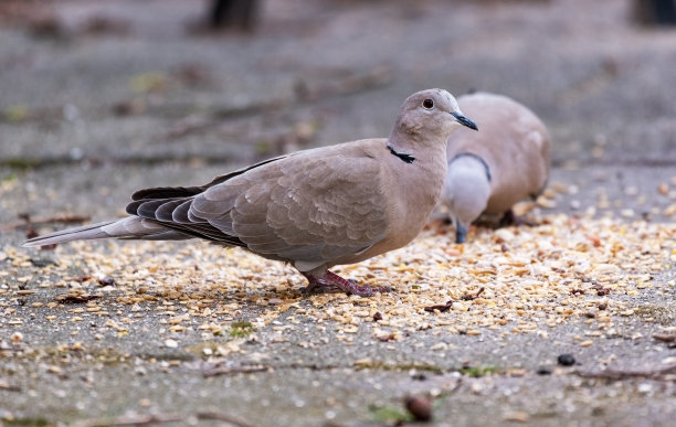 dove