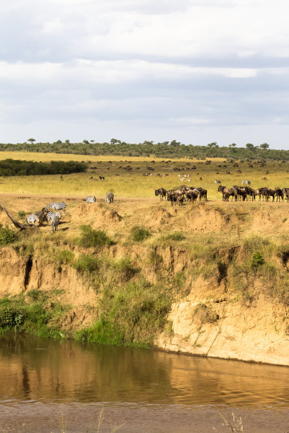 非洲草原斑马群