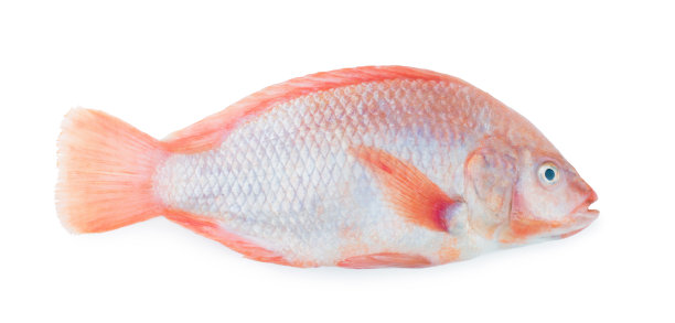 tilapia