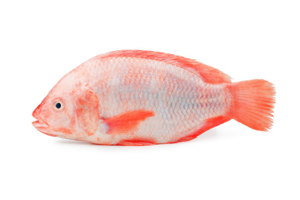 tilapia