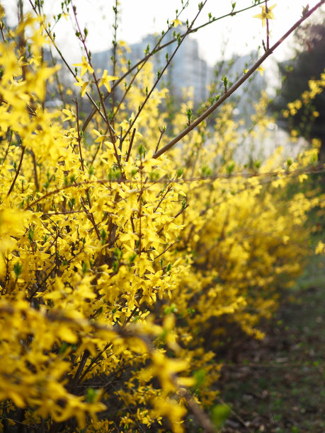 forsythia