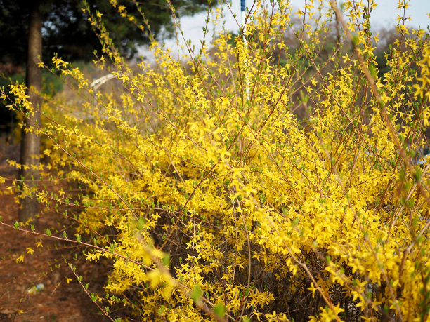 forsythia