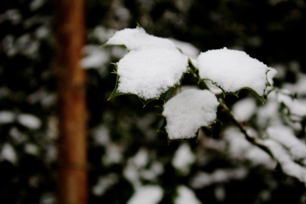 风雪中的树叶