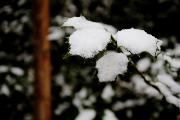 白雪冬青树